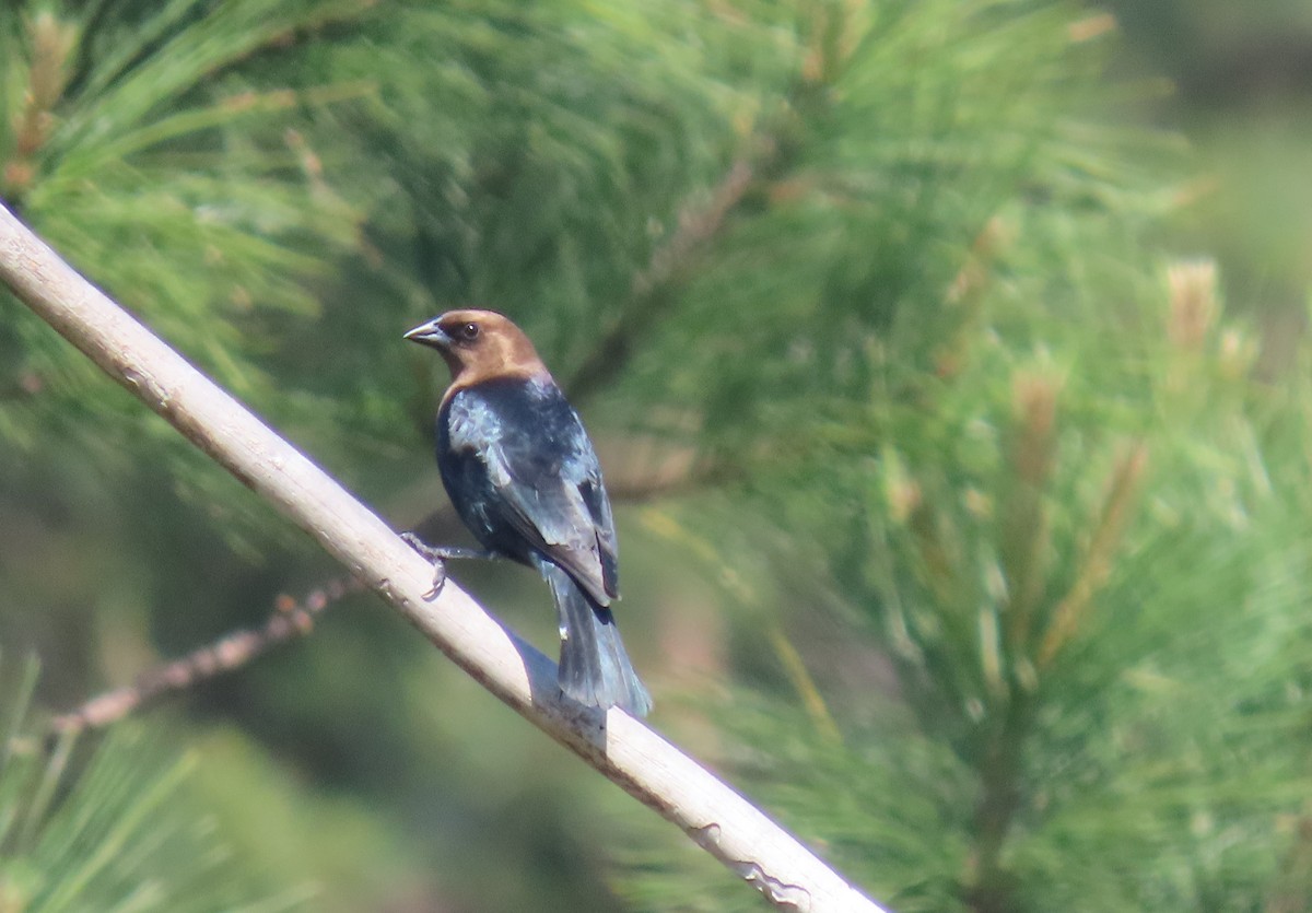 Brown-headed Cowbird - ML618237533