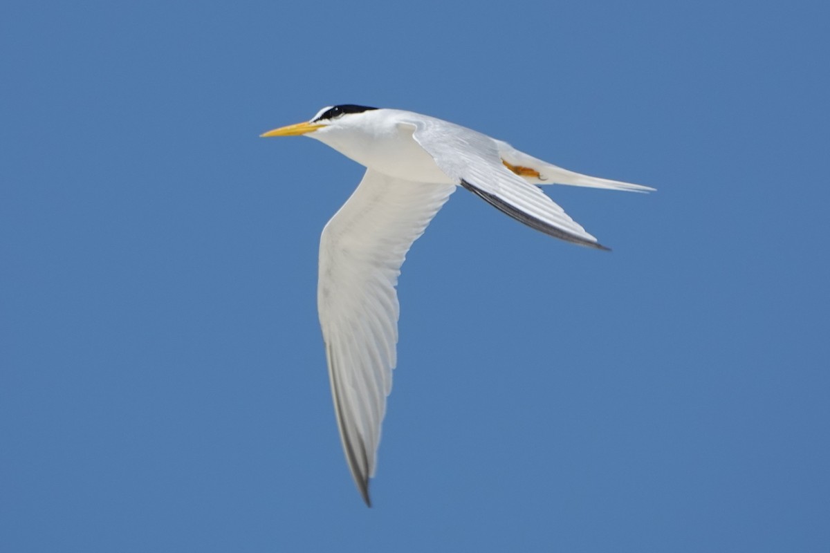 Least Tern - Brian Lockwood