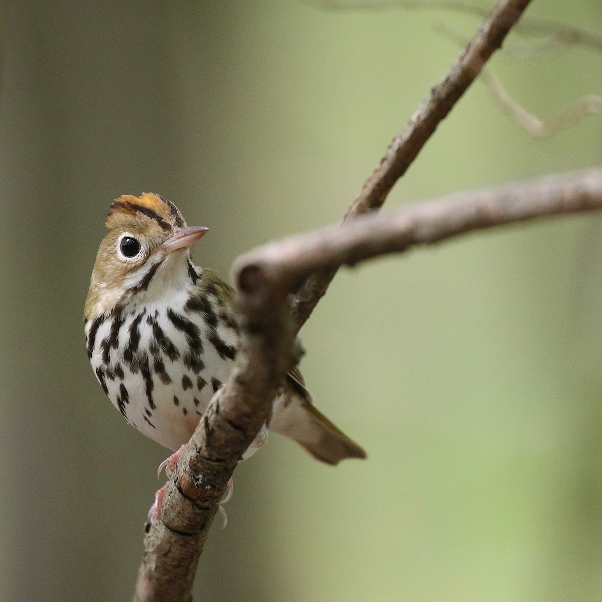 Ovenbird - ML618237545