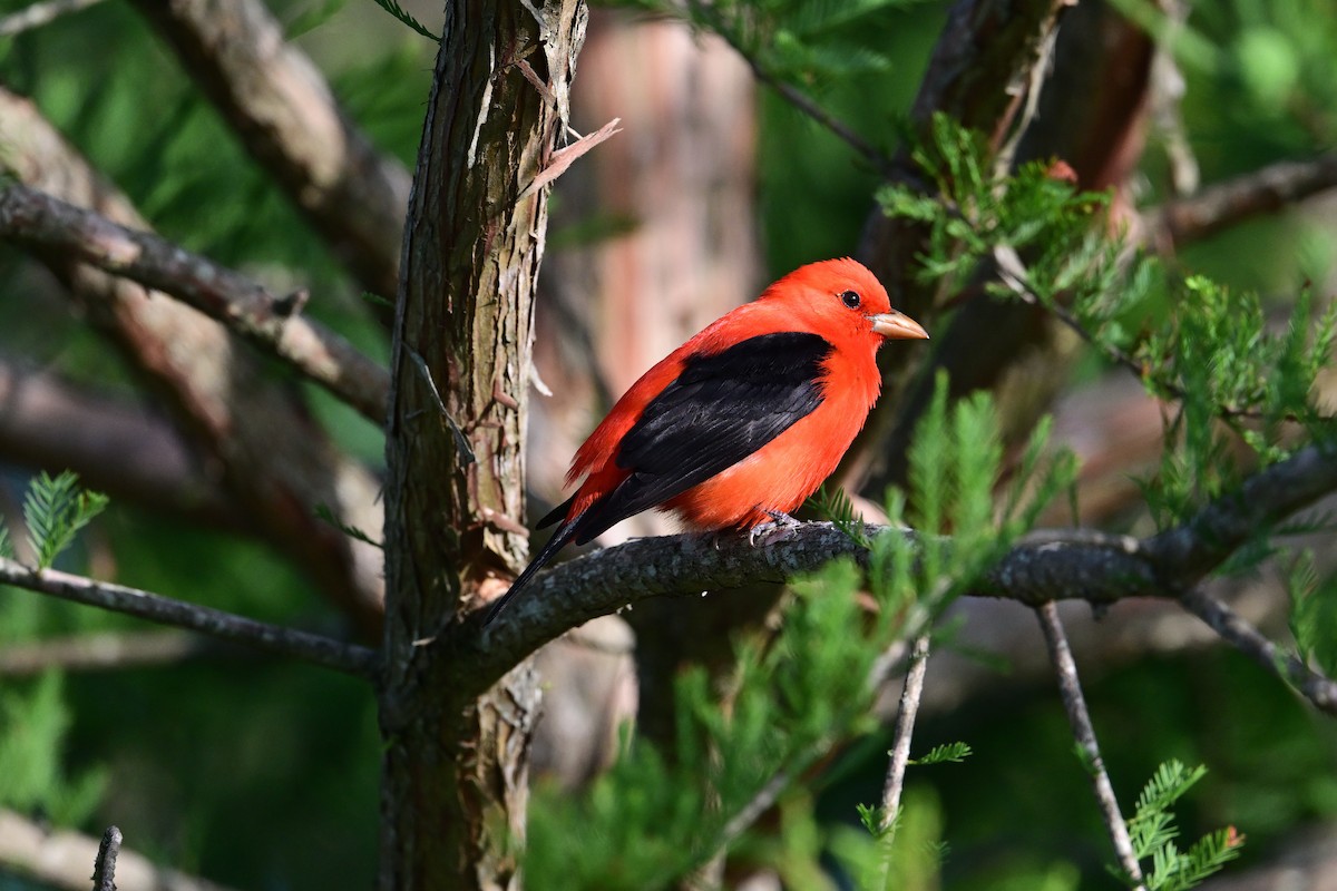 Scarlet Tanager - ML618237564