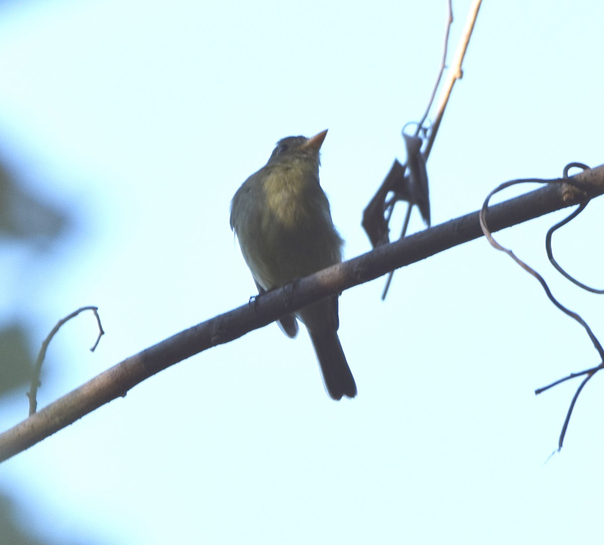 Yellow-bellied Flycatcher - Zuly Escobedo / Osberto Pineda