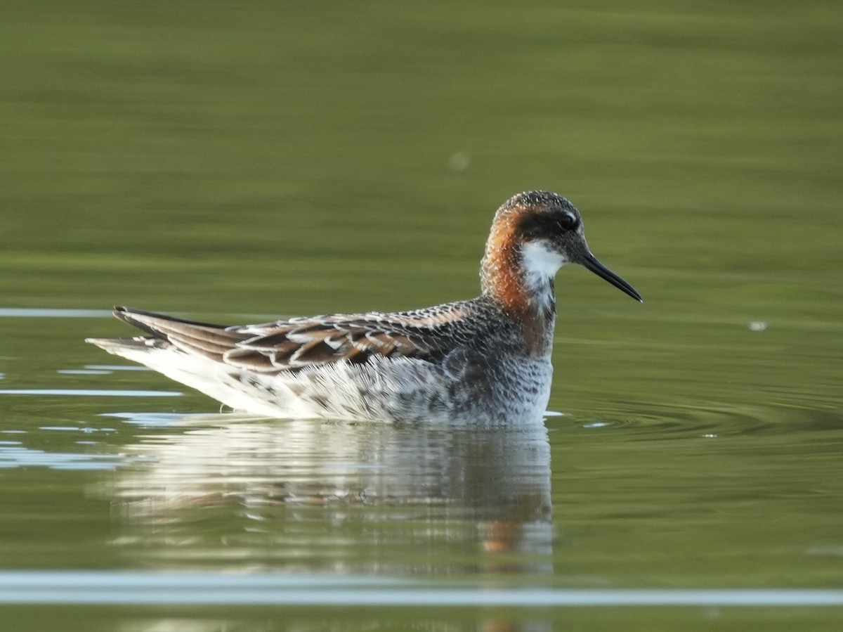 Red-necked Phalarope - Tami Reece