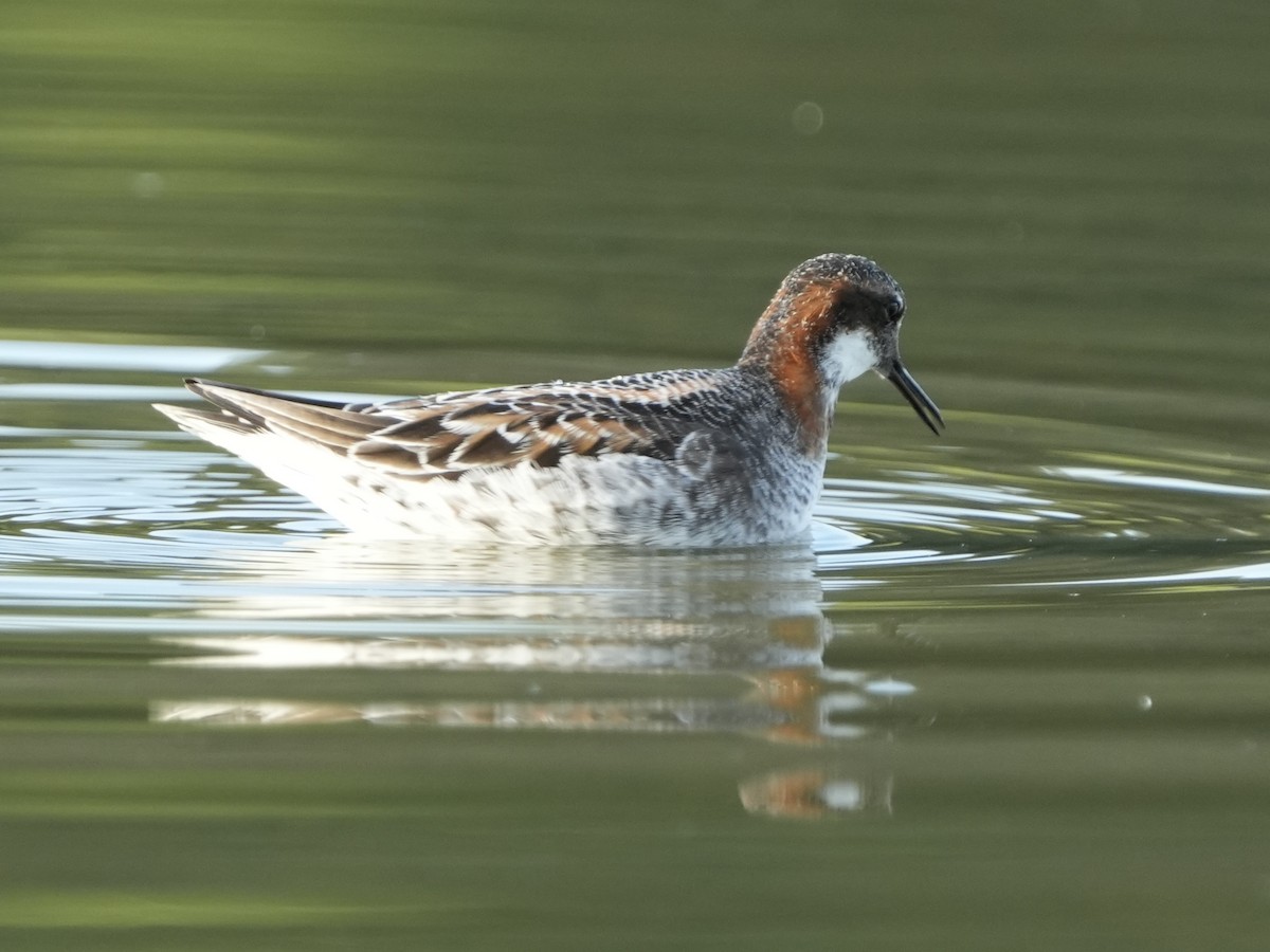 Red-necked Phalarope - Tami Reece