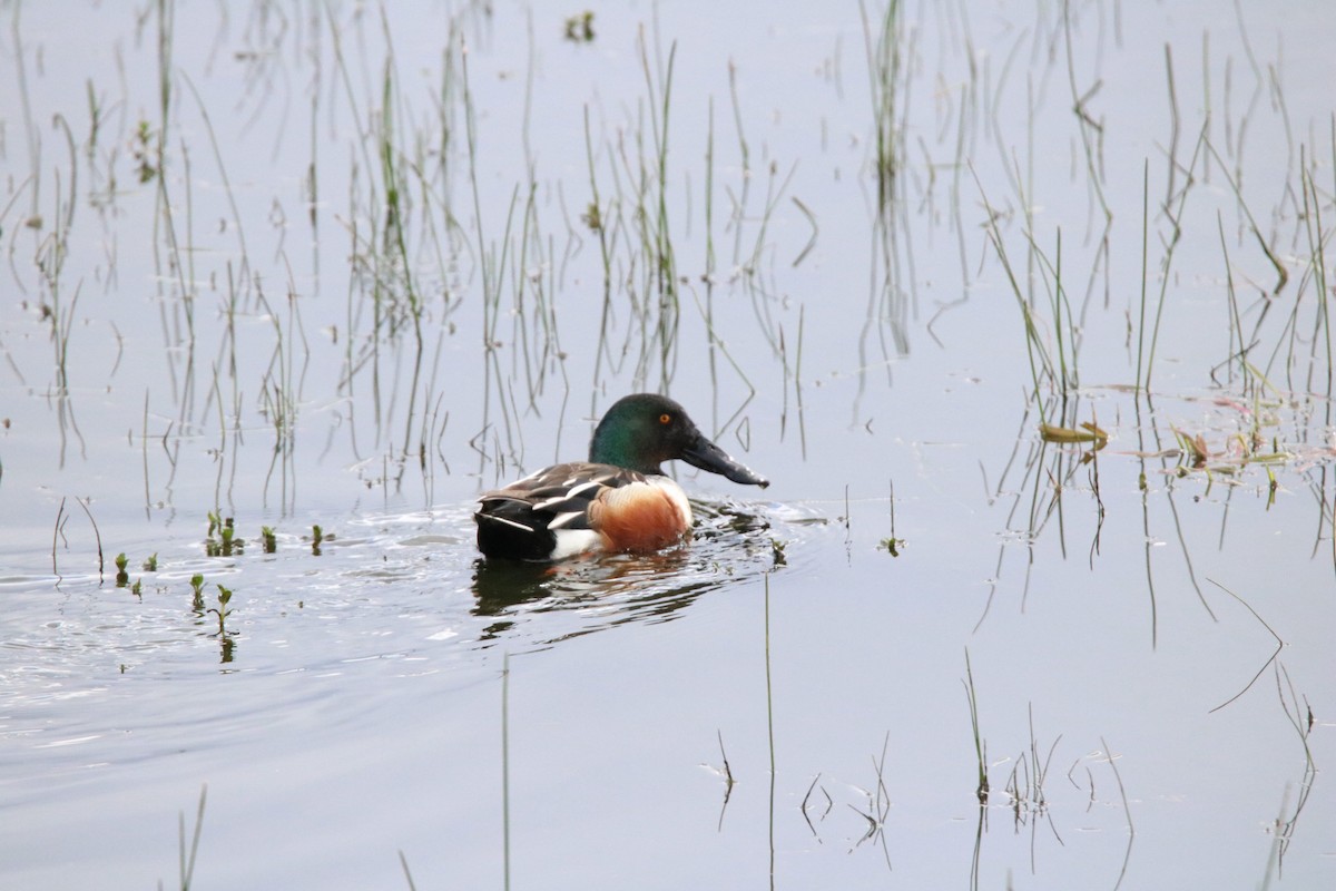 Northern Shoveler - Kit Pflughoft