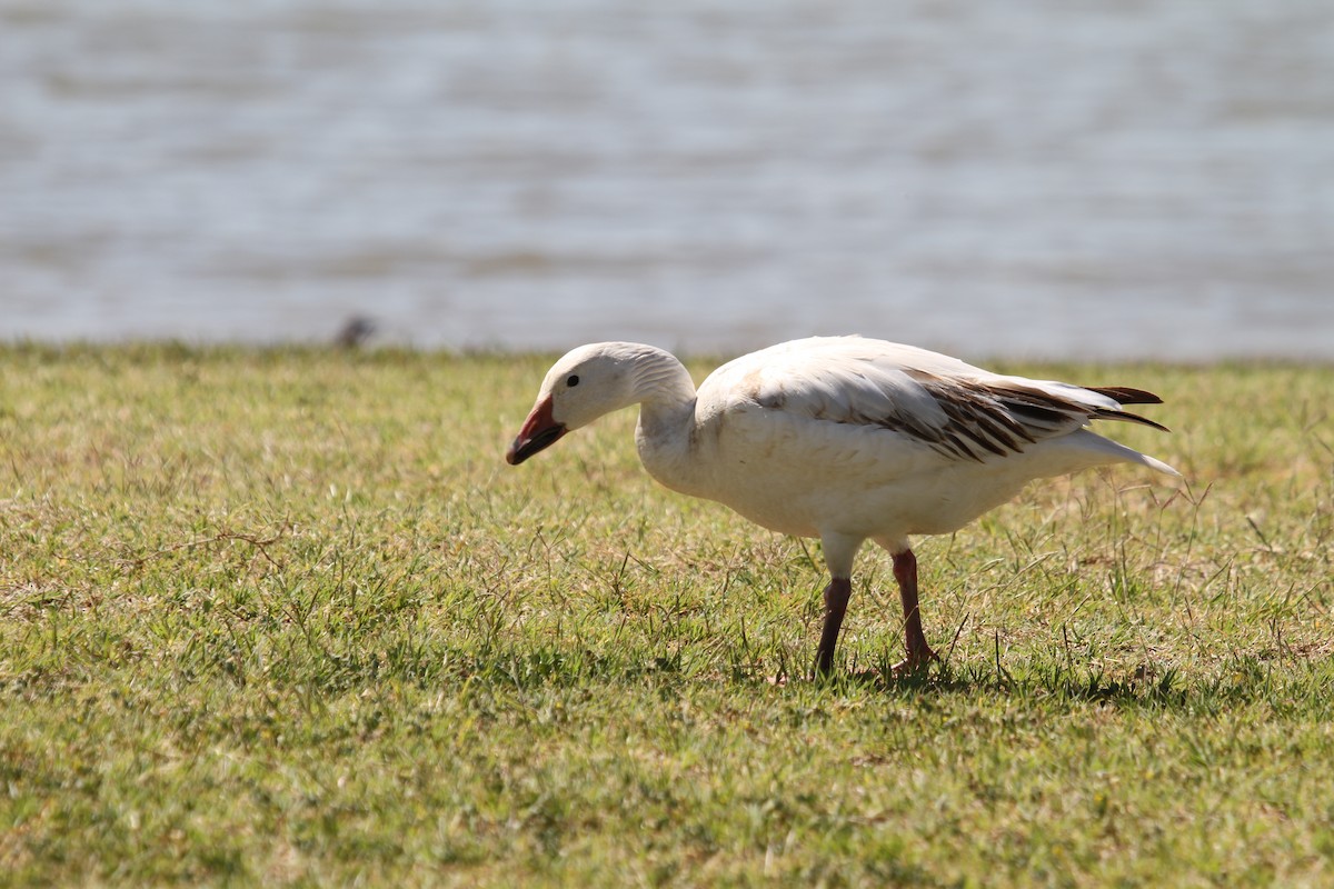 Snow Goose - Steve Glover