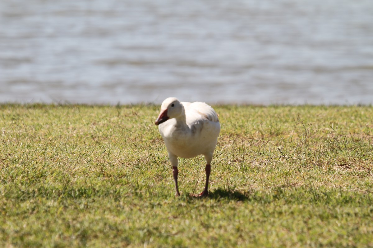 Snow Goose - ML618237598