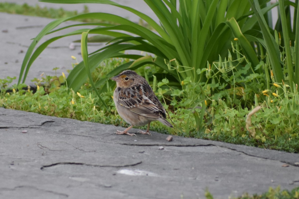 Grasshopper Sparrow - ML618237653