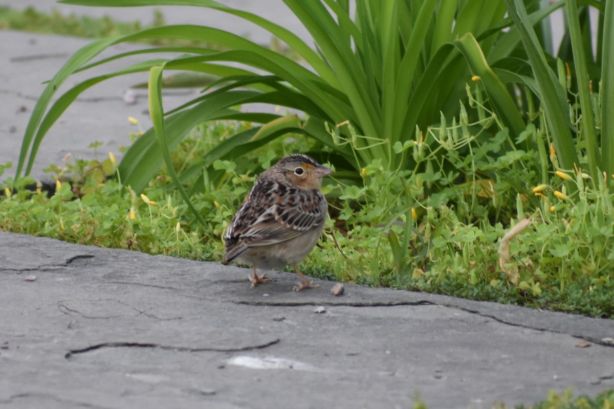 Grasshopper Sparrow - Ingrid Rochon