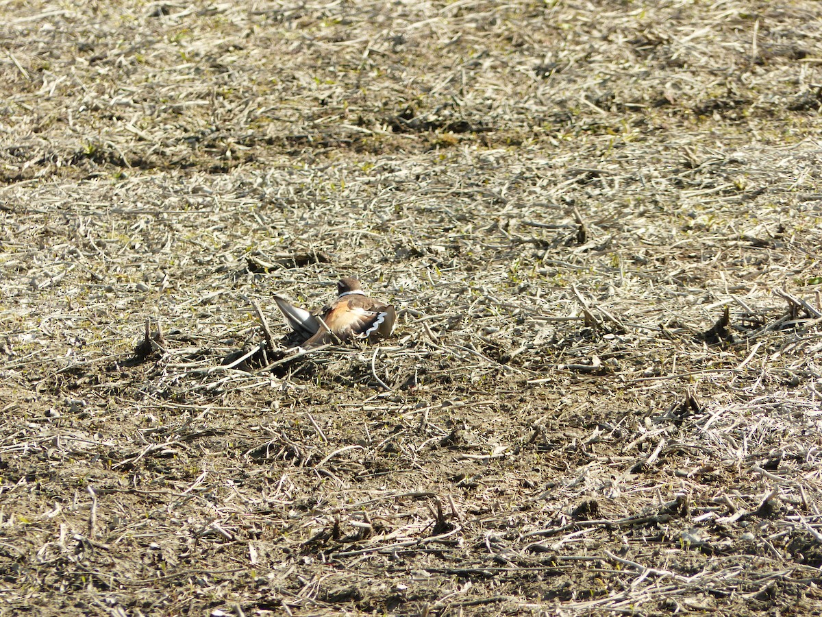 Killdeer - Francine Cauchon