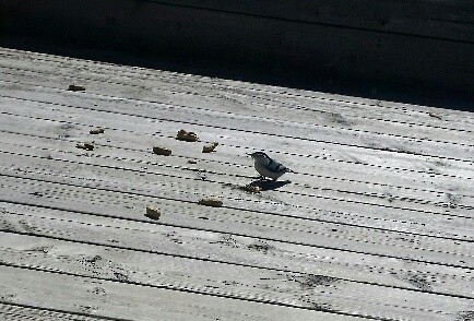 White-breasted Nuthatch - Audrey McIlraith