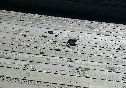 White-breasted Nuthatch - Audrey McIlraith