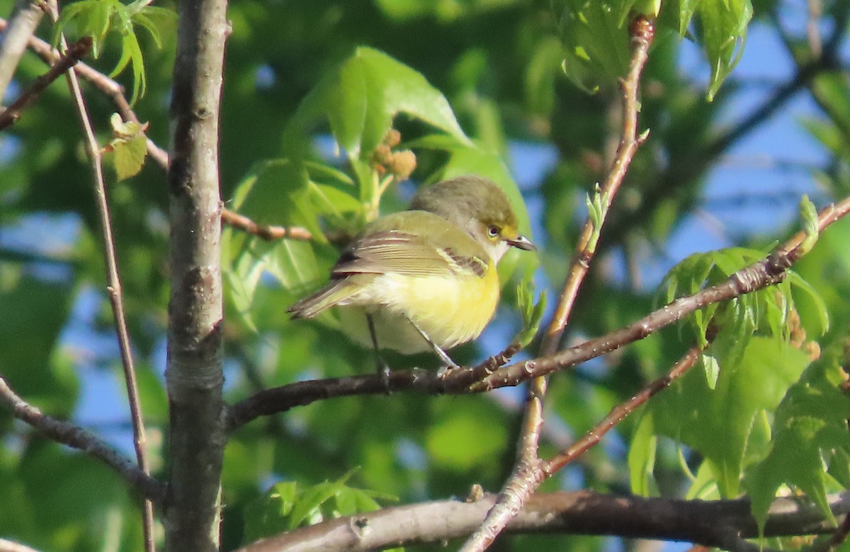 White-eyed Vireo - Simon Harvey