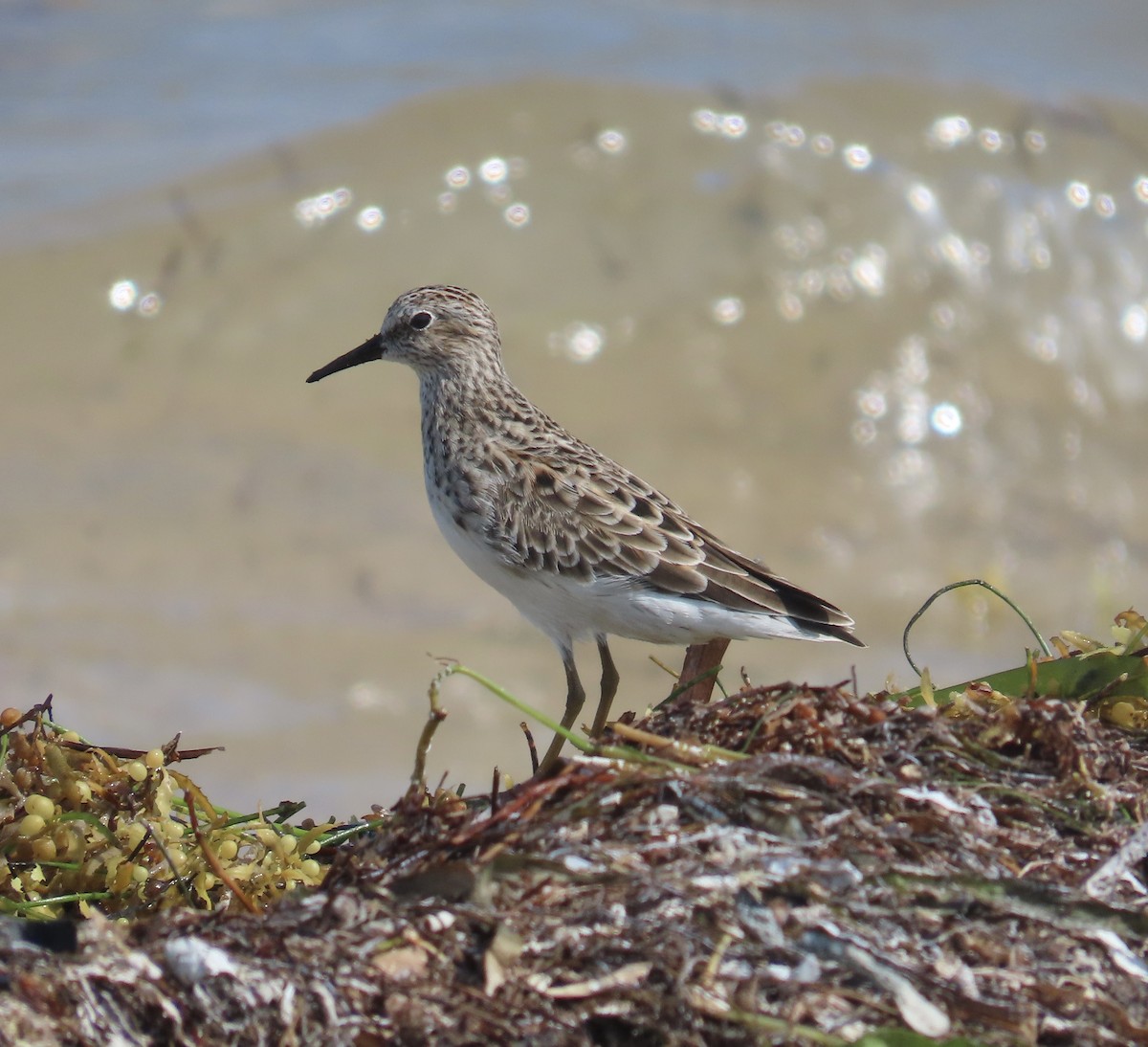 Least Sandpiper - Tim Ryan