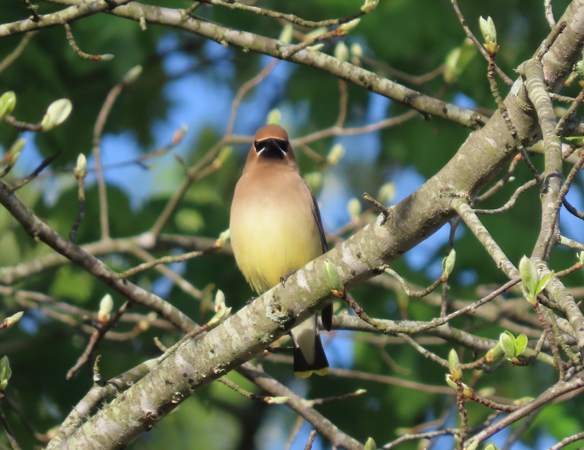 Cedar Waxwing - Simon Harvey