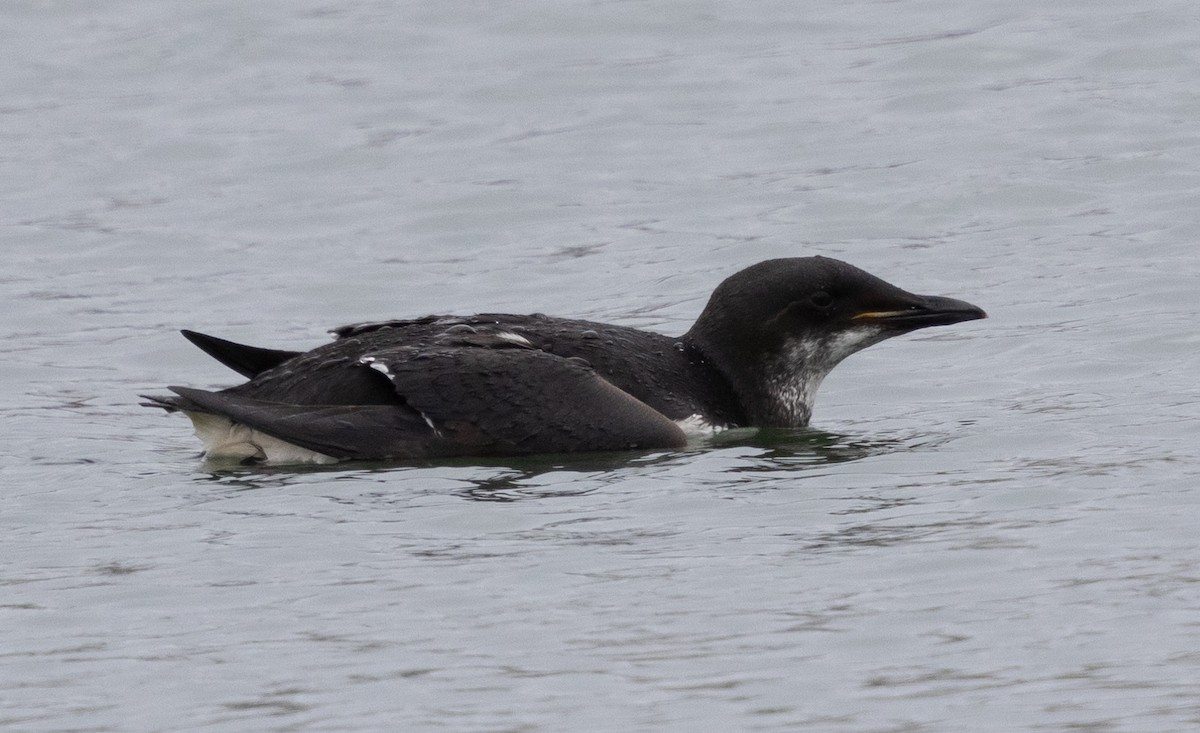 Thick-billed Murre - Patrick Shure