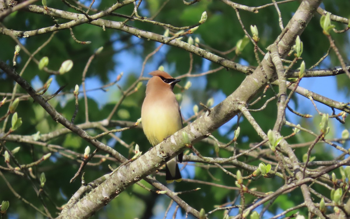 Cedar Waxwing - Simon Harvey