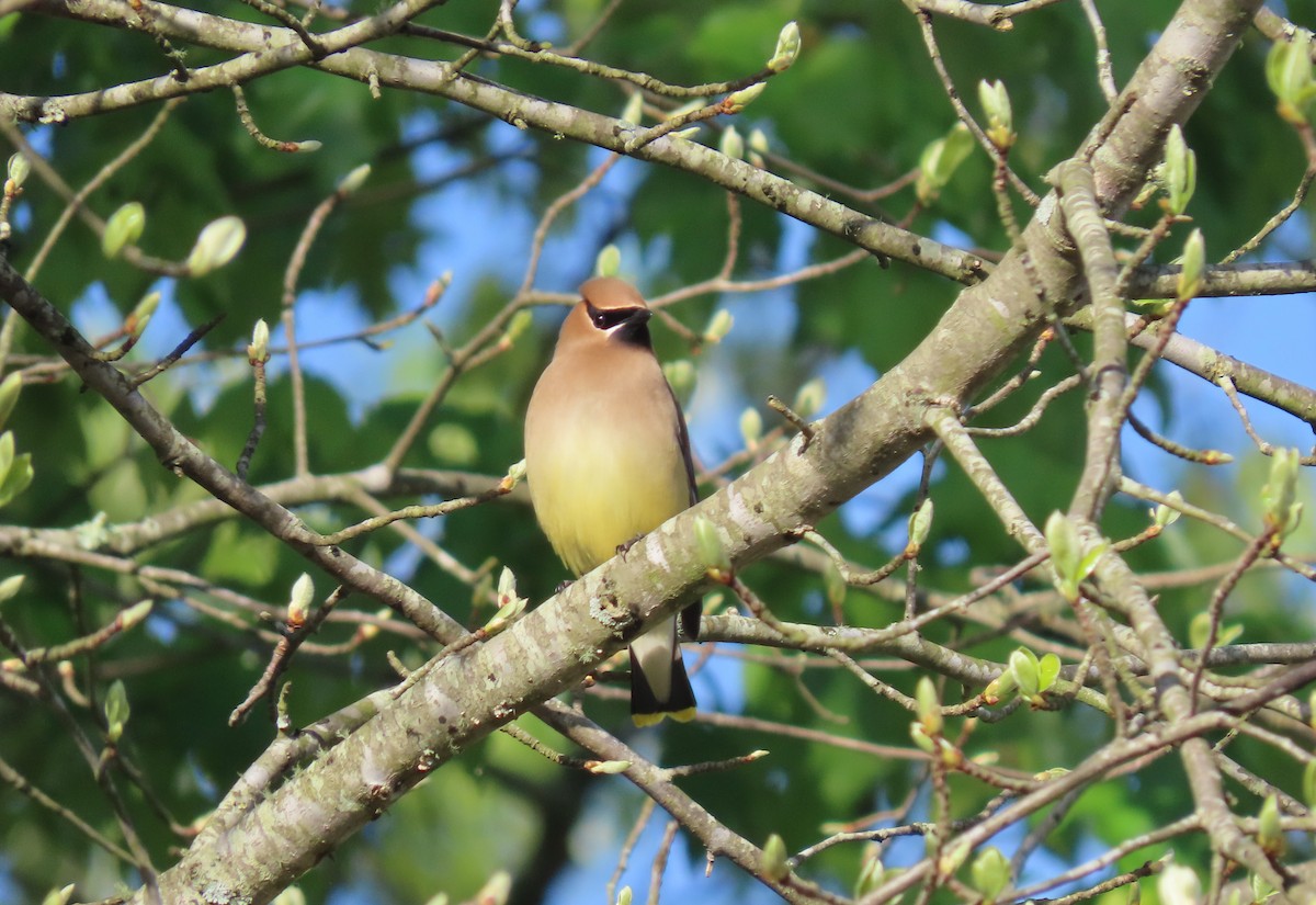 Cedar Waxwing - Simon Harvey