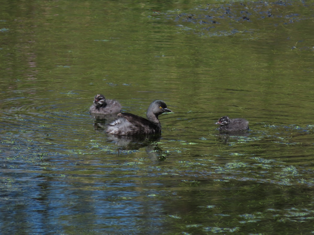 Least Grebe - Cristian Cufiño