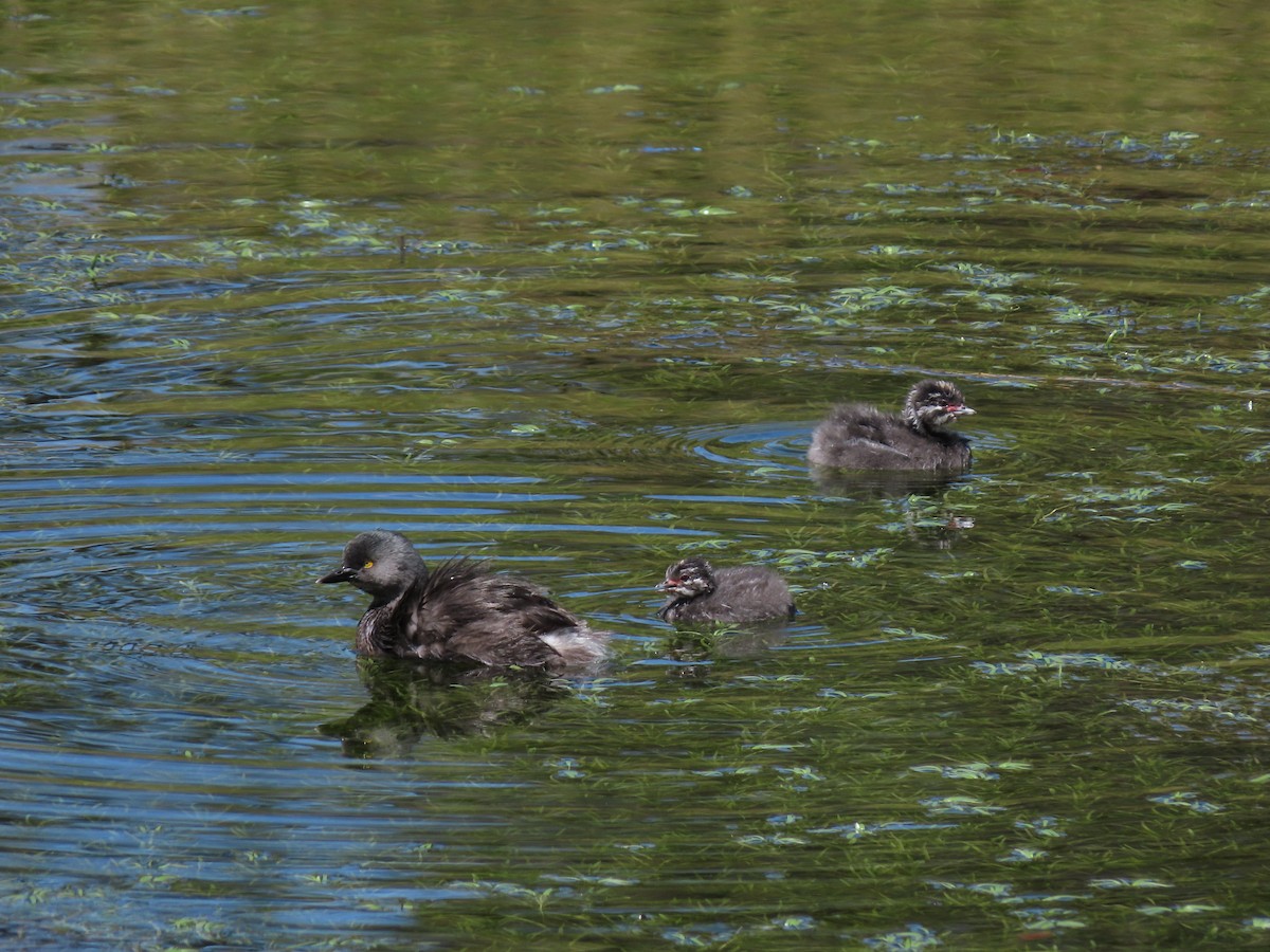 Least Grebe - Cristian Cufiño