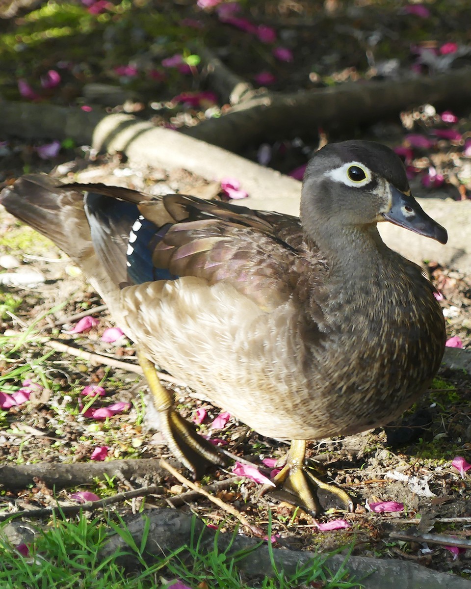 Wood Duck - Allie Kleber