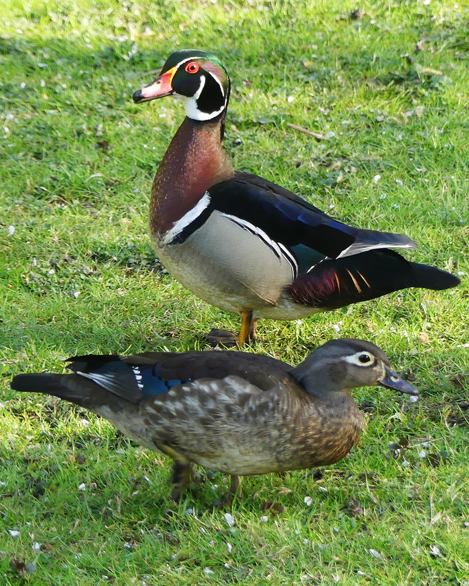 Wood Duck - Allie Kleber