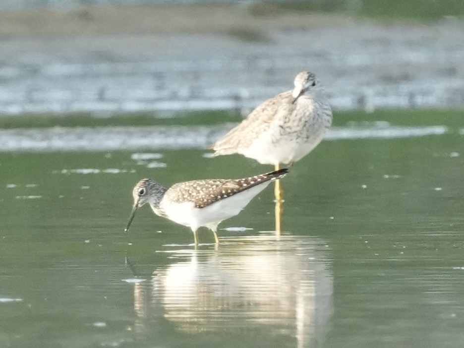 Solitary Sandpiper - Tami Reece