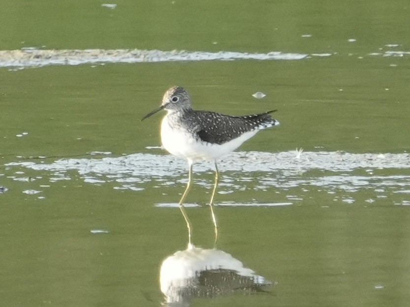 Solitary Sandpiper - Tami Reece