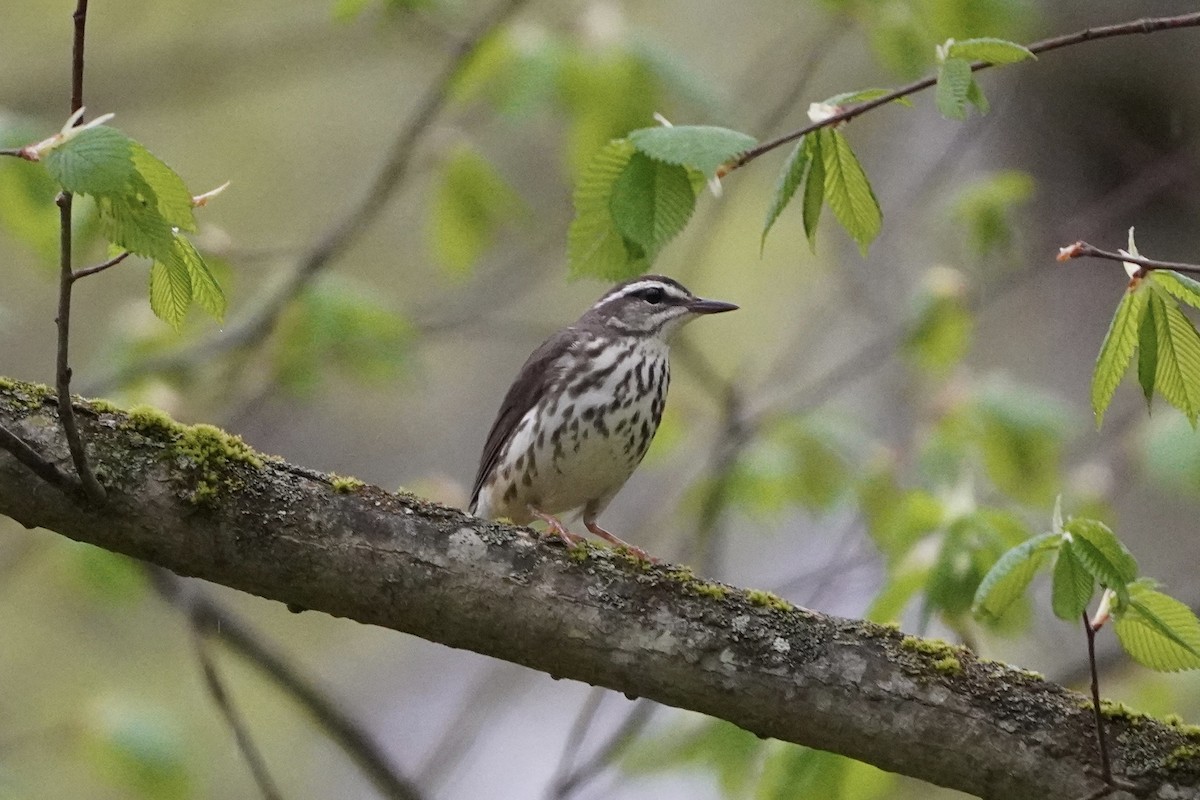 Louisiana Waterthrush - ML618237789