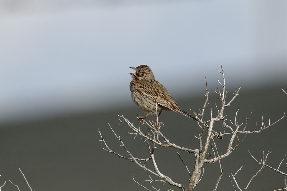 Vesper Sparrow - ML618237794