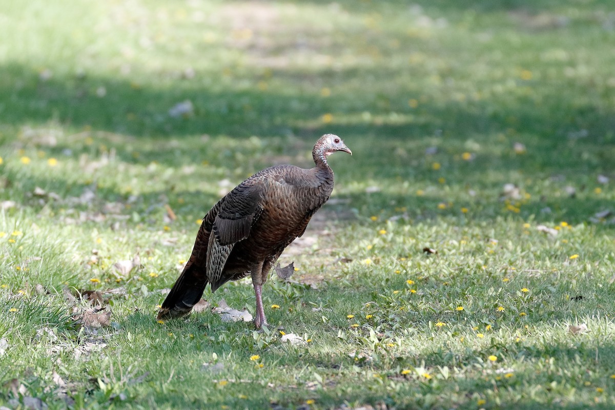 Wild Turkey - Geoff Malosh