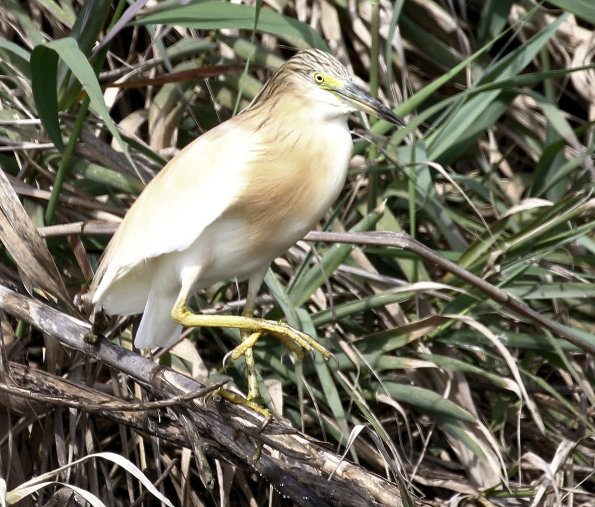 Squacco Heron - ML618237803