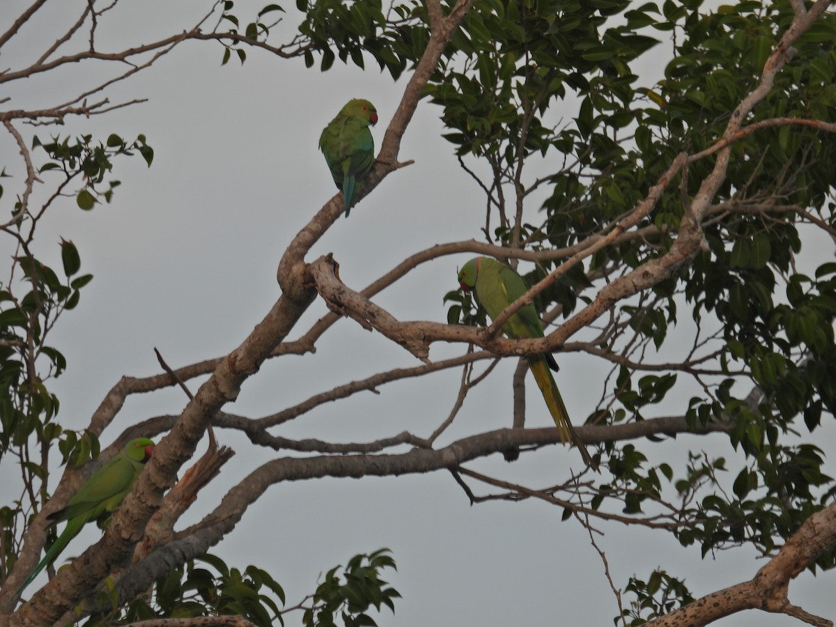 eBird Checklist - 27 Apr 2024 - Naples Bay--Gordon River - 13 species