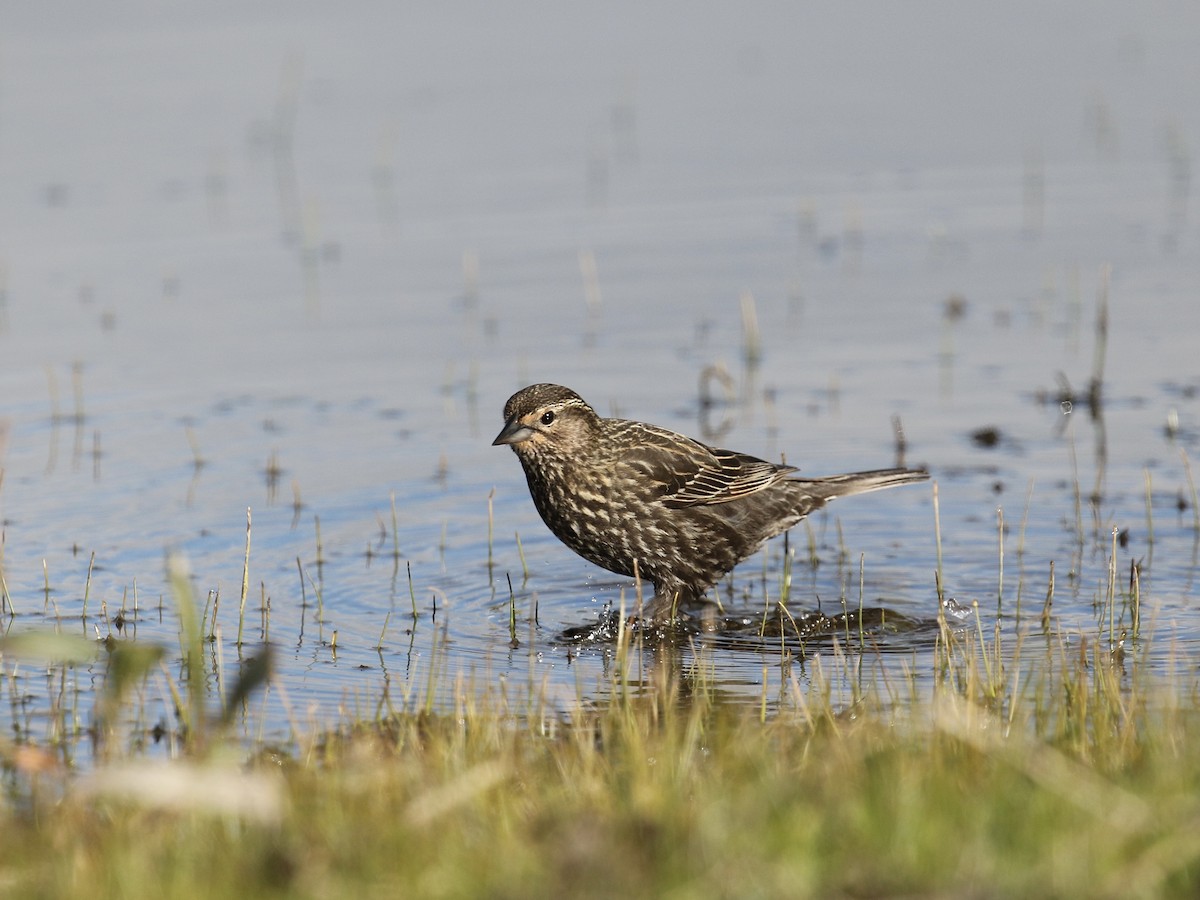 Red-winged Blackbird - Russ Morgan