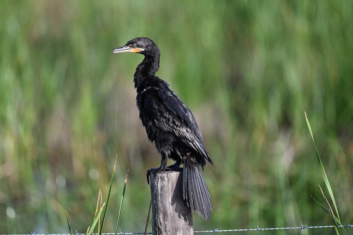 Neotropic Cormorant - Buck Lee