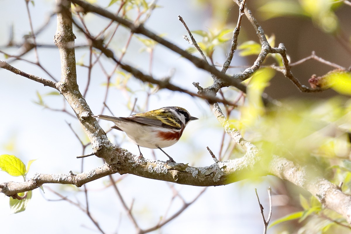 Chestnut-sided Warbler - Geoff Malosh