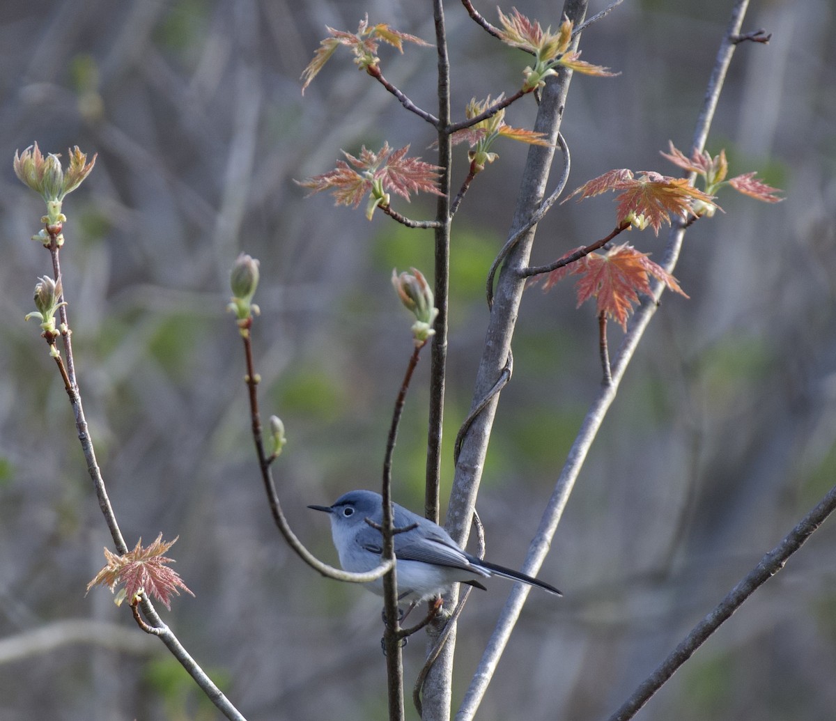 Blue-gray Gnatcatcher - Tom Baumgart