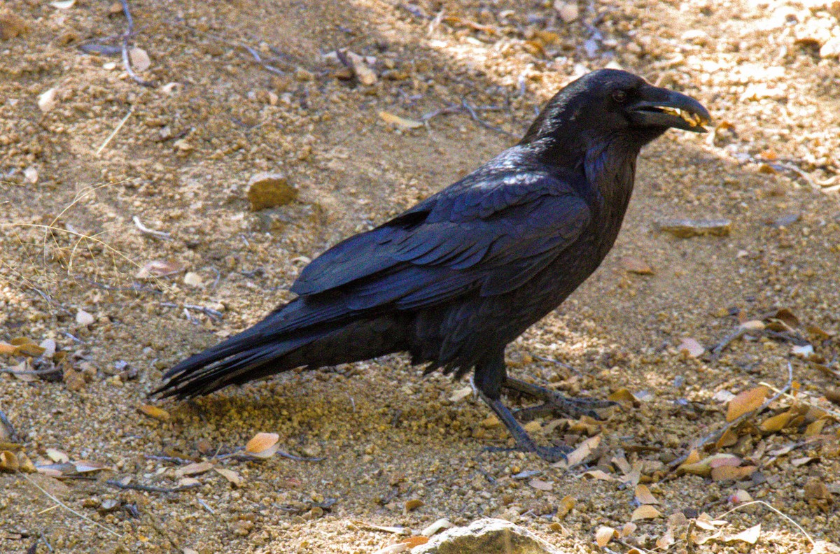 Common Raven - Don Carney