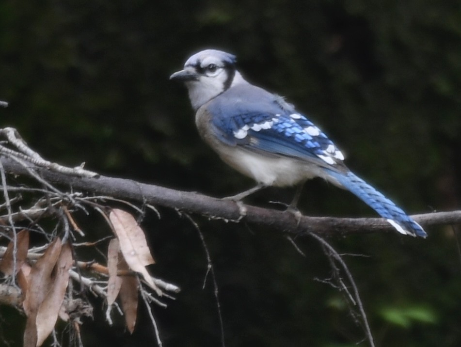 Blue Jay - Cyndy Hardaker