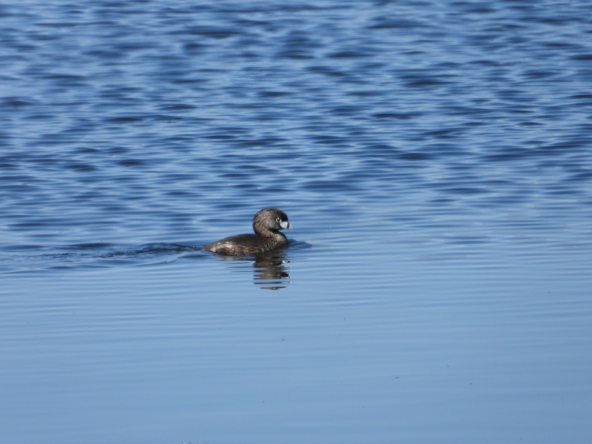 Pied-billed Grebe - ML618237913