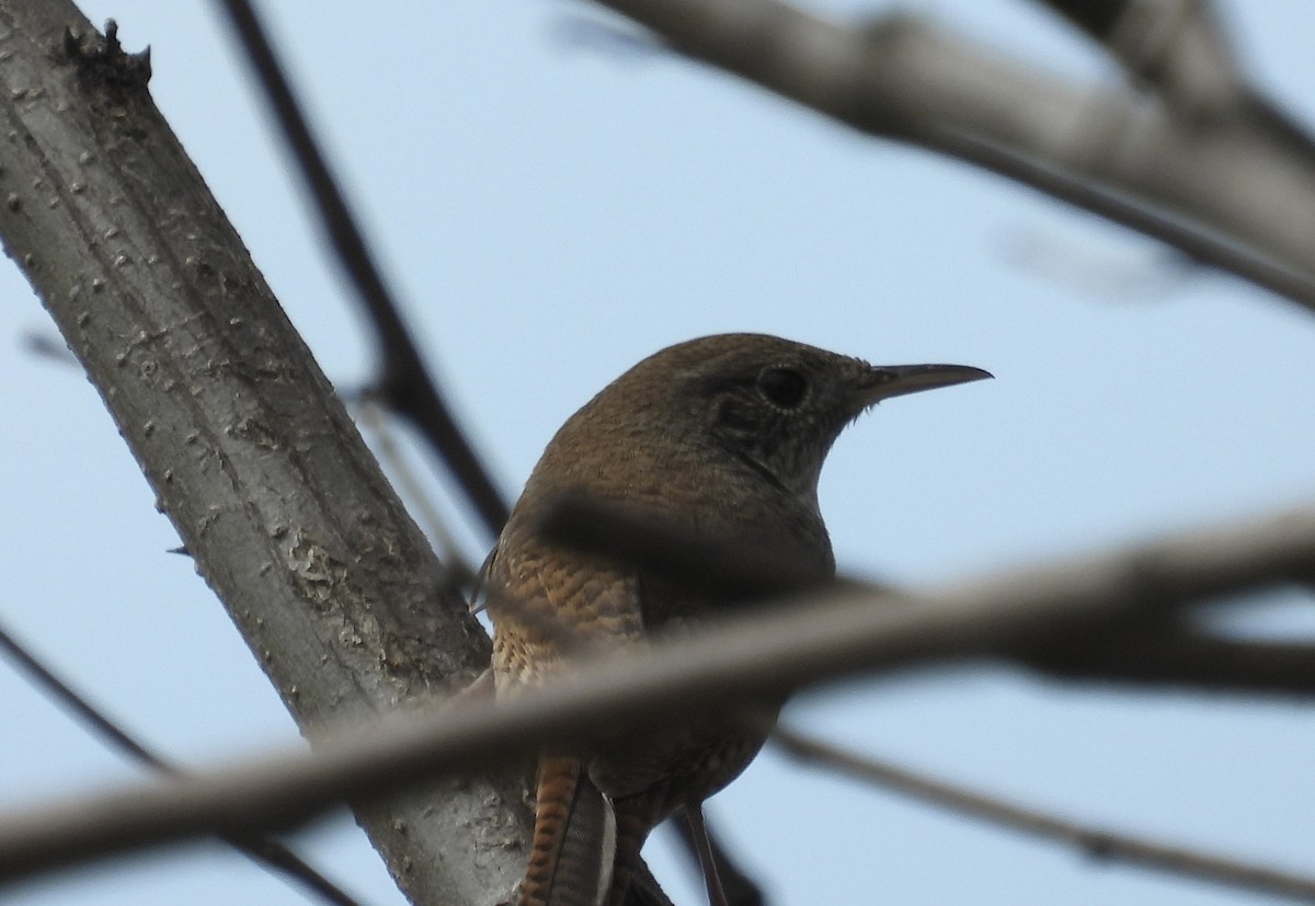 Northern House Wren - ML618237928