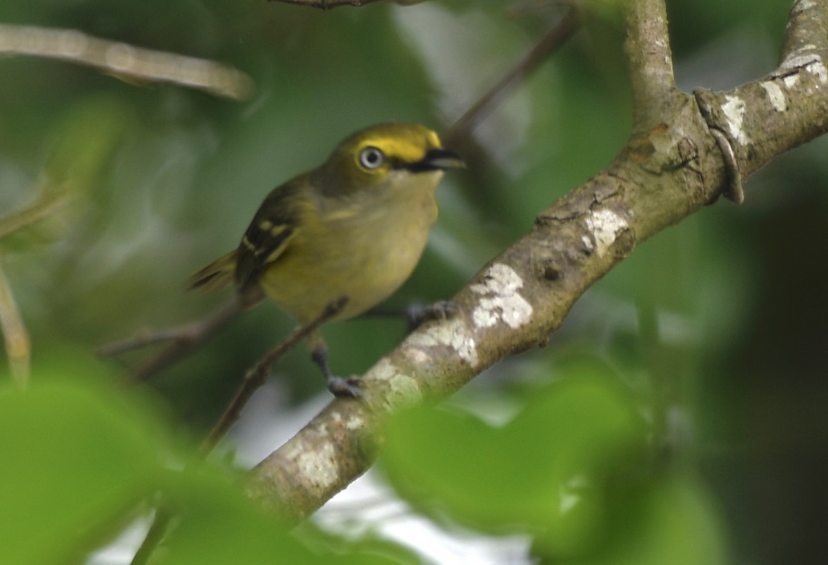 White-eyed Vireo - Cyndy Hardaker