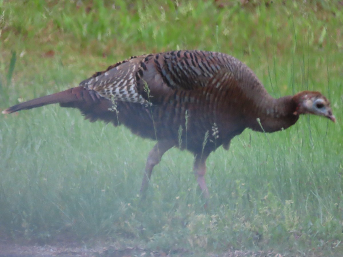 Wild Turkey - Simon Harvey