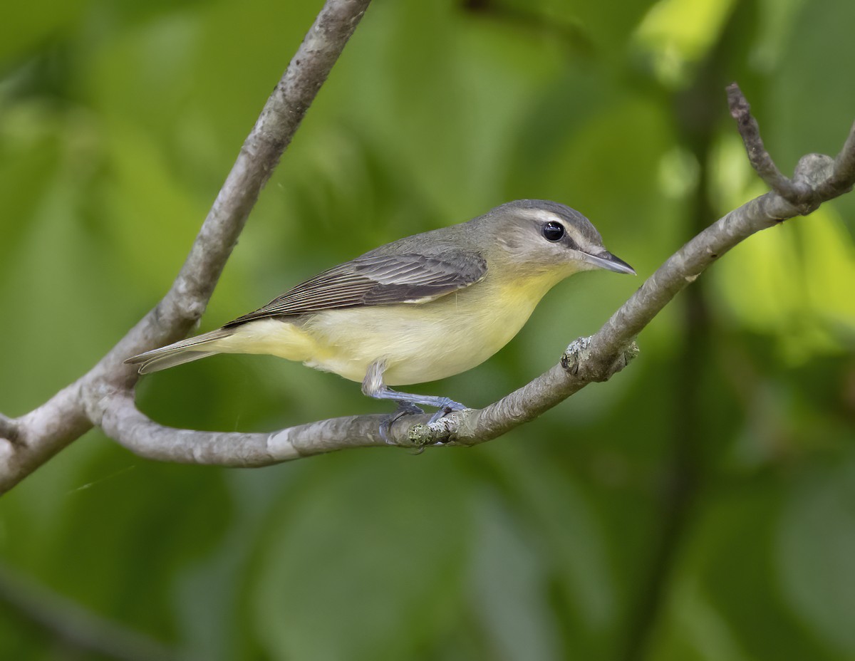 Philadelphia Vireo - Iris Kilpatrick