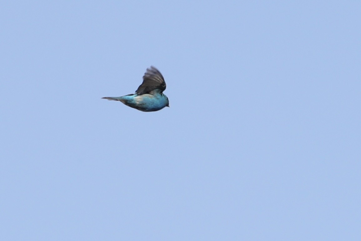 Indigo Bunting - Jack McDonough