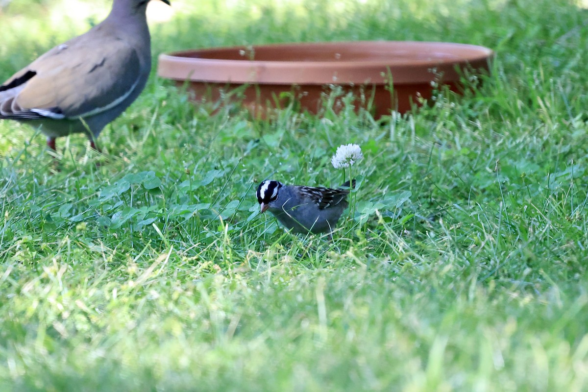 White-crowned Sparrow - ML618237969