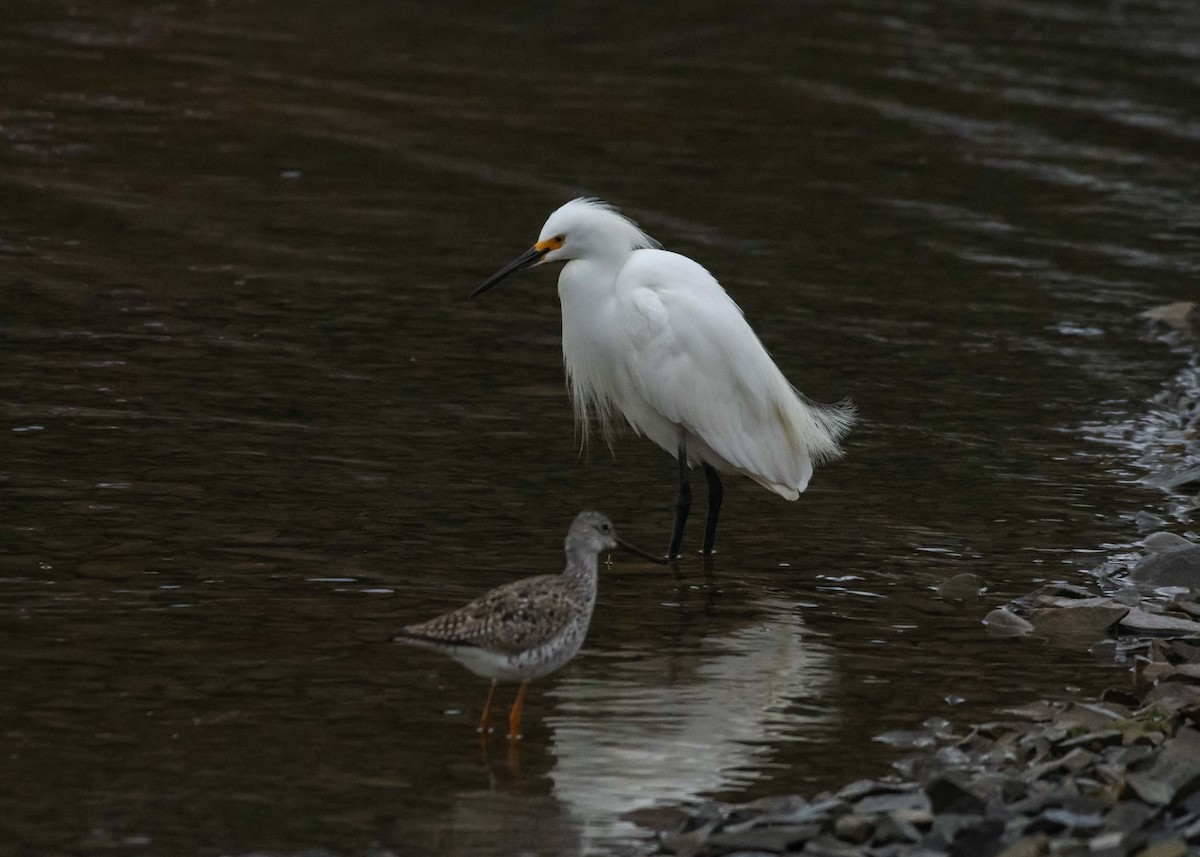 Snowy Egret - ML618237972