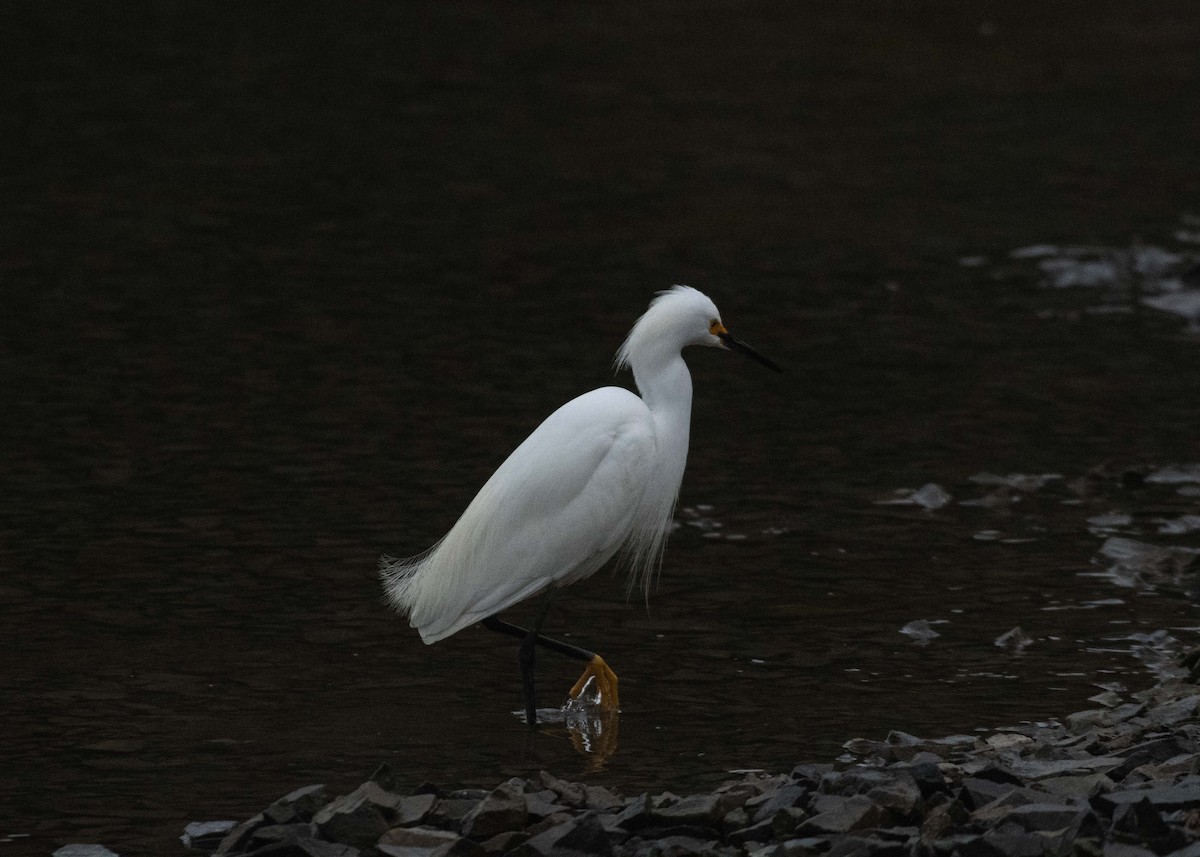 Snowy Egret - ML618237973