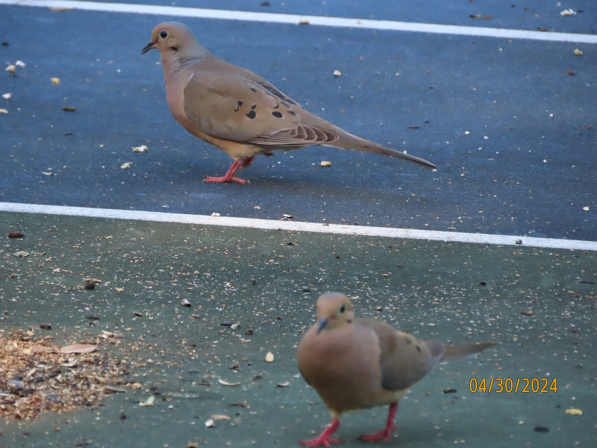 Mourning Dove - Susan Leake