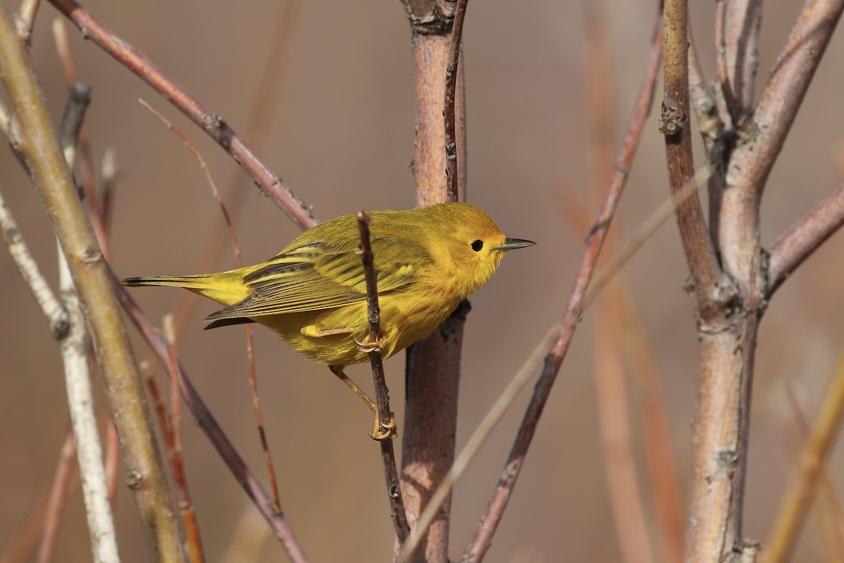 Yellow Warbler - Russ Morgan