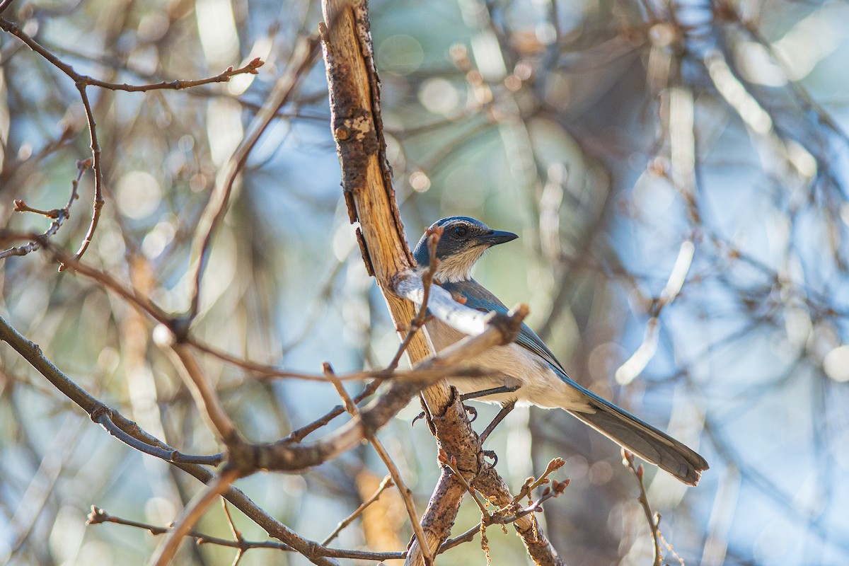 California Scrub-Jay - Rodolfo Ramírez